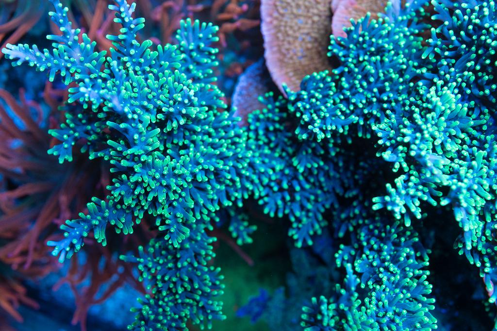 Needle In The Haystack / Acropora carduus var Needle In The Haystack 5