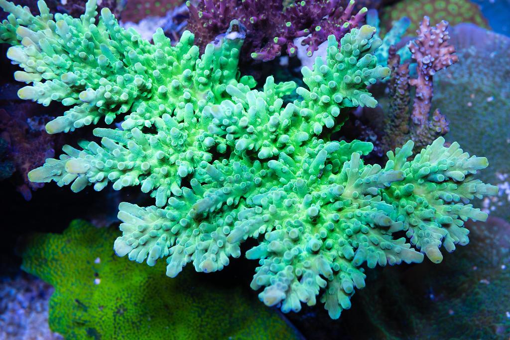 Neon Green Tort / Acropora tortuosa var Neon Green Tort 4