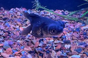 Black Moor Goldfish Thumbnail