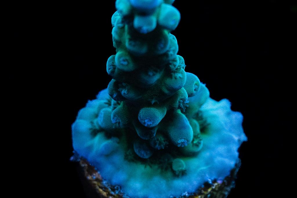 Turquoise Tort / Acropora tortuosa var Turquoise Tort 4