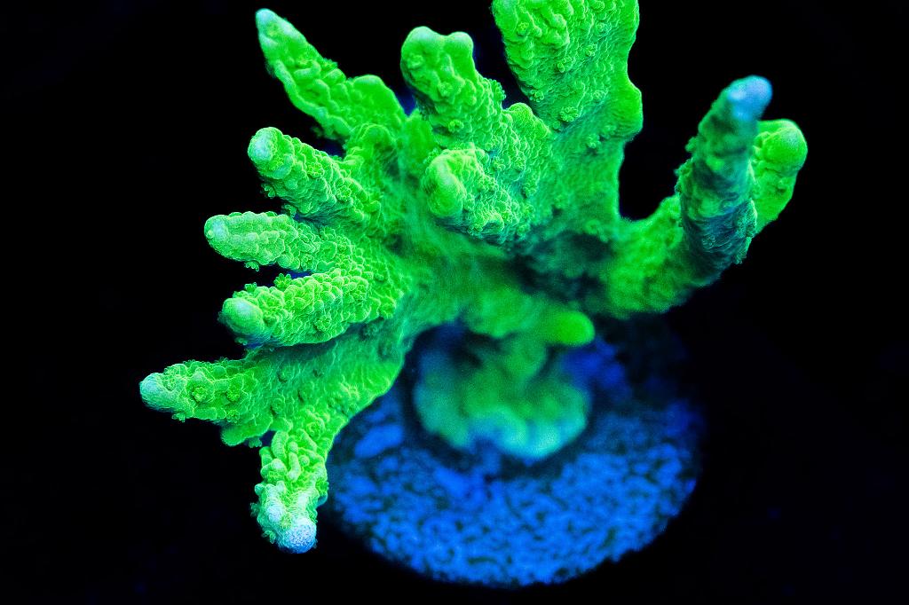 Green Elkhorn / Acropora palmata 17