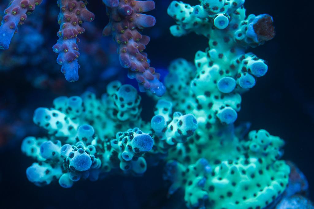 Major Lazer Acro / Acropora saramnetosa 2