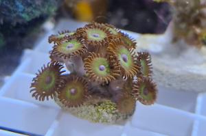 Rasta Zoa Thumbnail