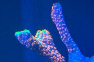 Montipora Bubblegum Digitata Thumbnail