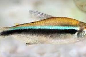 Black Neon Tetra Thumbnail