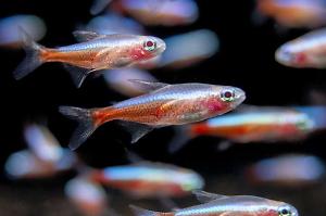 Albino Neon Tetra Thumbnail