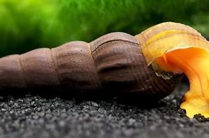 Orange Rabbit Snail Thumbnail