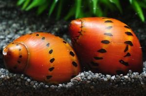 Tiger Orange Track Onion Nerite Snail  Thumbnail