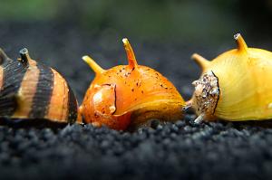 Three horned Nerite Thumbnail