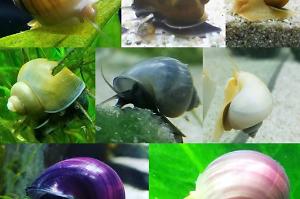 Blue/Gold Mystery Snail Thumbnail