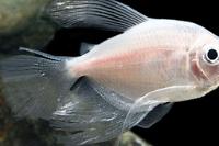 White Skirt Tetra Thumbnail