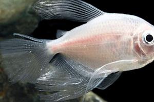 Longfin White Skirt Tetra Thumbnail