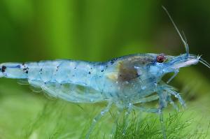 Blue Pearl Shrimp Thumbnail