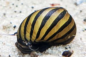 Zebra Nerite Thumbnail