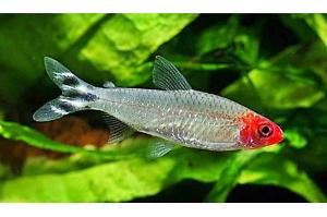 Platinum Rummy Nose Tetra Thumbnail