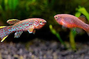 Gardener’s Killifish Thumbnail