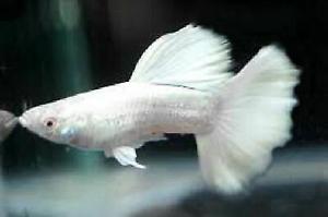 White, green, blue moskow guppy Thumbnail