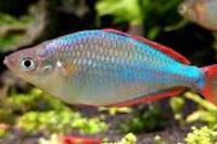 Neon dwarf rainbowfish Thumbnail