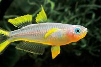 Forktail Rainbowfish Thumbnail