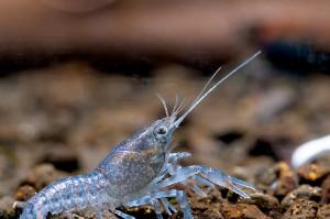 Blue Mexican Dwarf Crayfish Thumbnail