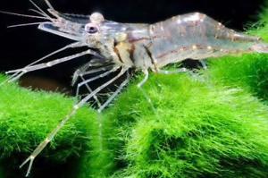 Ghost Shrimp Thumbnail