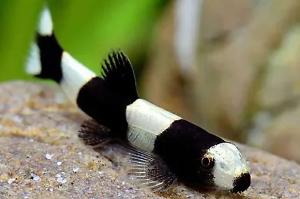 Panda loach Thumbnail