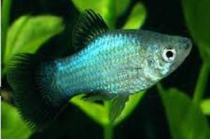 Blue Wag Platy Thumbnail