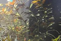 Ludwigia Repens Thumbnail