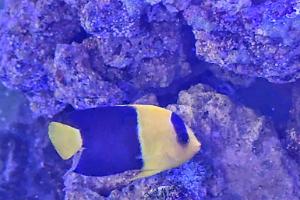 Bicolor Angelfish Thumbnail