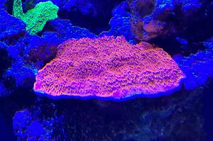 Plate coral Thumbnail