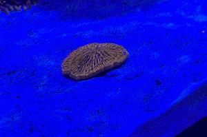 Fungia (orange plate coral) Thumbnail