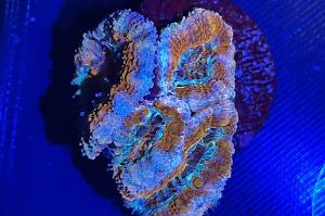 Orange Blue Acan Thumbnail