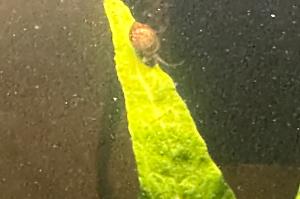 Bladder Snail Thumbnail