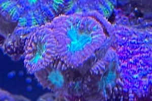 Big Polyp Blastomussa Coral Thumbnail