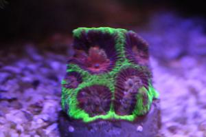 Maze coral Thumbnail