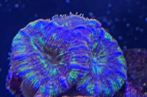 Blue-Green Acan Thumbnail