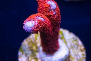 Superman Montipora Digitata