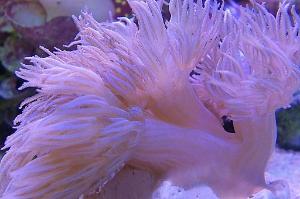 Pulsing Xenia Thumbnail