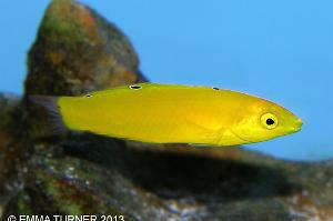 Yellow Wrasse Thumbnail