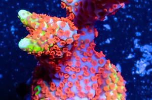 Bubblegum Digitada Montipora Thumbnail