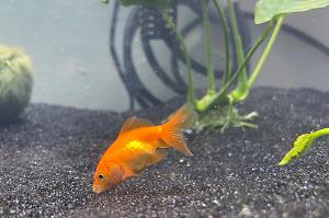 Fan tail Goldfish Thumbnail