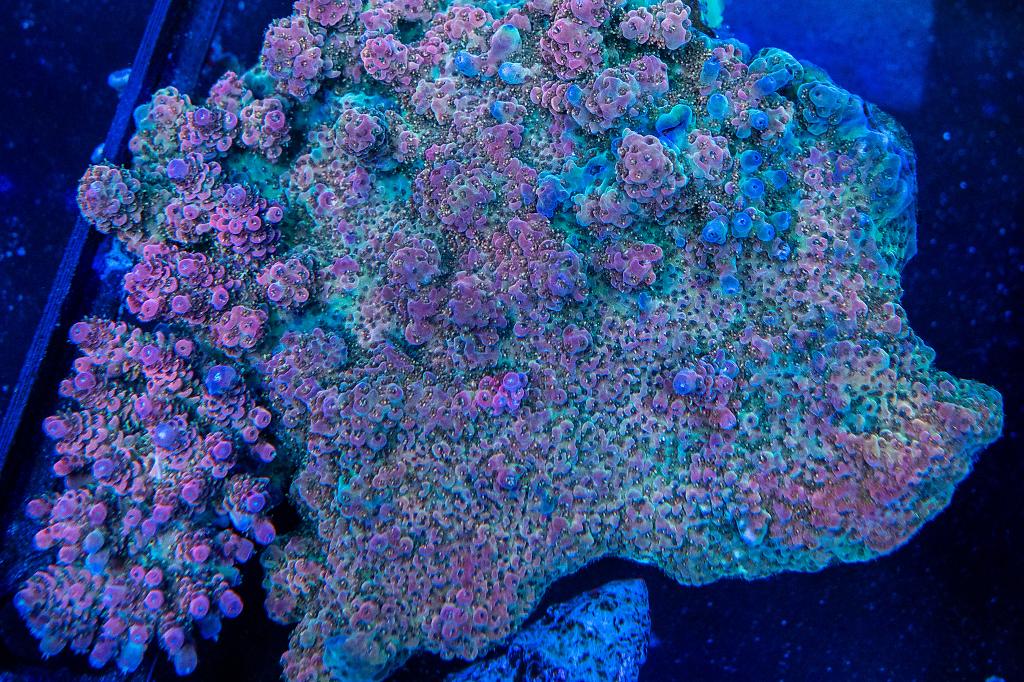 Magic Carpet / Acropora sp var Magic Carpet 4