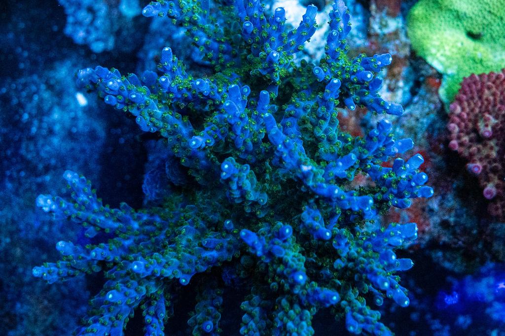 Blueberry Wine Acro / Acropora sp var Blueberry Wine 2