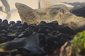 Glass Guppy Thumbnail