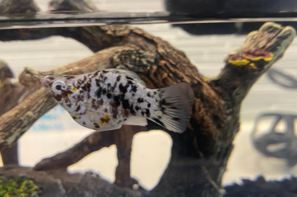 Dalmatian Molly /  poecilia latipinna var Dalmatian 162