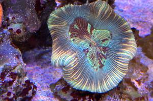 Trachyphyllia „orange rim stripped“ Thumbnail