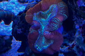 Trachyphyllia „rainbow“ Thumbnail