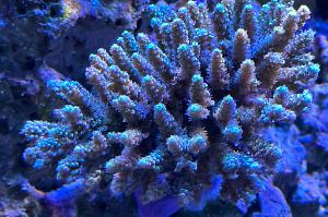 Acropora millepora „golden touch“ Thumbnail