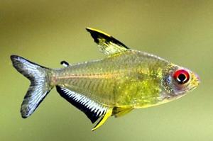 Lemon Tetra Thumbnail