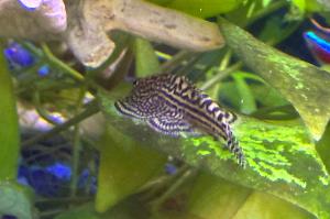 Reticulated Hillstream Loach Thumbnail